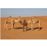 Wahiba Sands:<br>Kamele